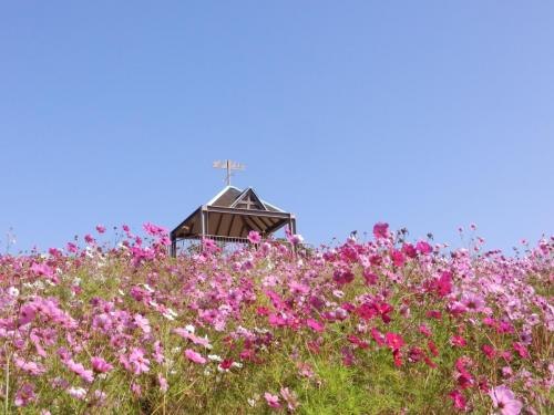 見頃を迎えたコスモスの丘