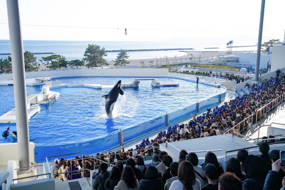 オルカスタディアムでジャンプするシャチ