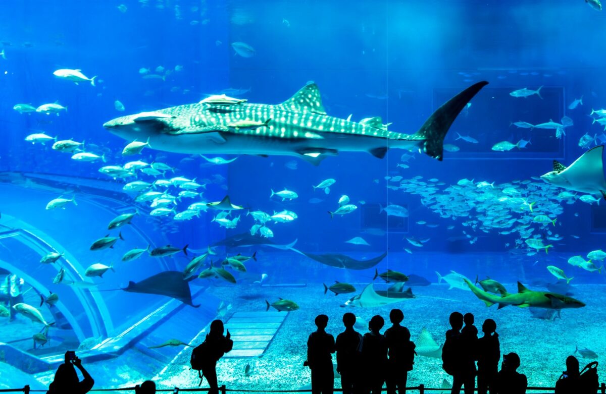 美ら海水族館
