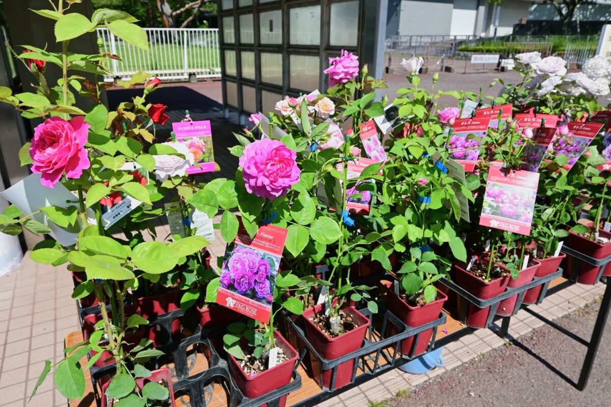 バラ苗・花苗販売ショップ