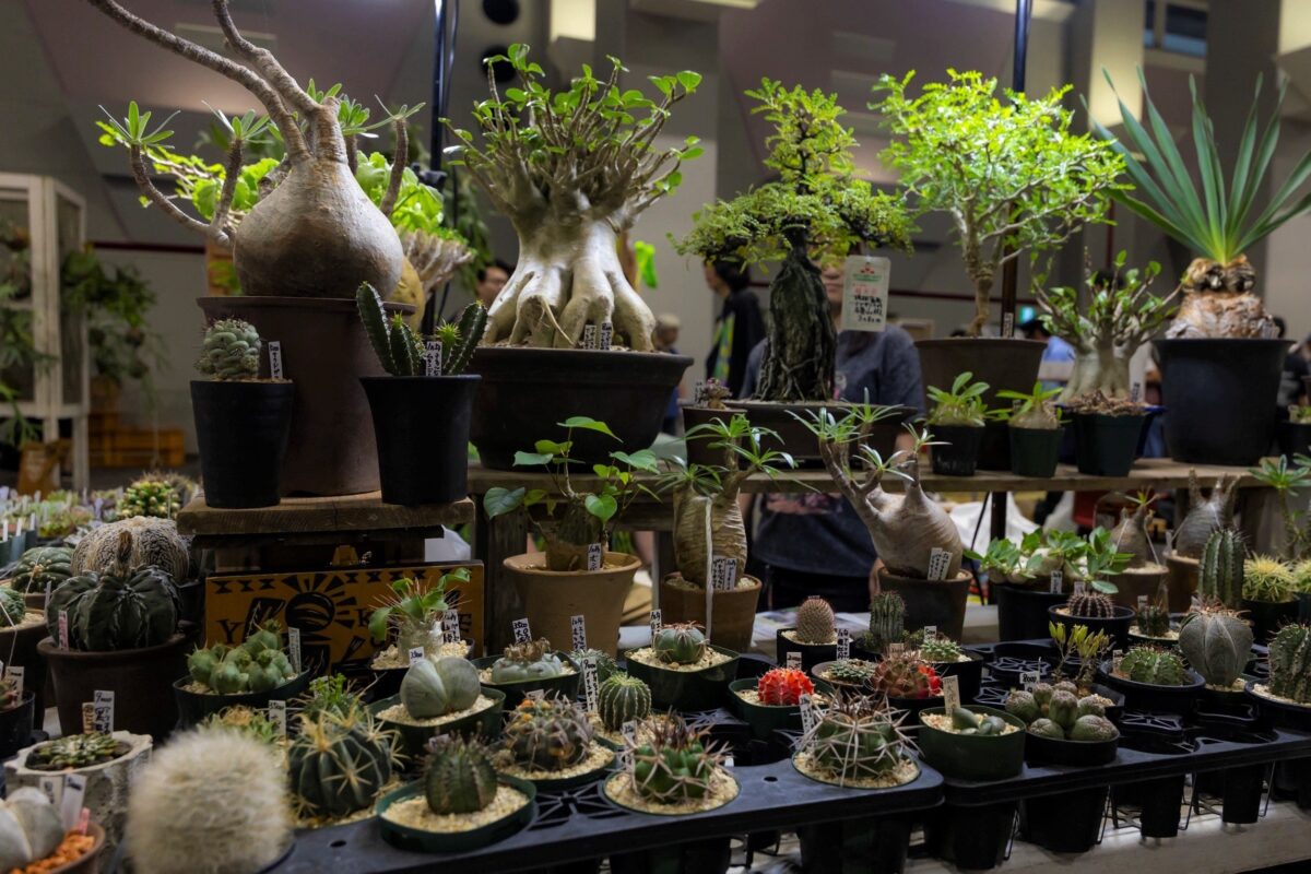 変態植物倶楽部FES 過去開催時の様子(サボテンや塊根植物の売り場)