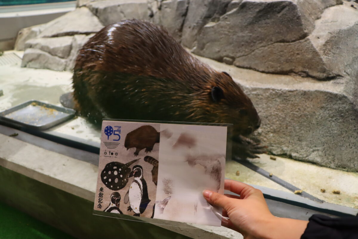 アトア 神戸 ポートミュージアム 水族館 5周年 スピ イベント