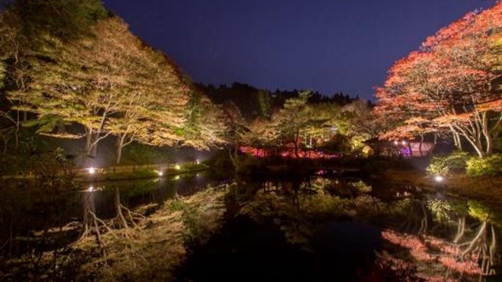 六甲高山植物園 ライトアップ 紅葉