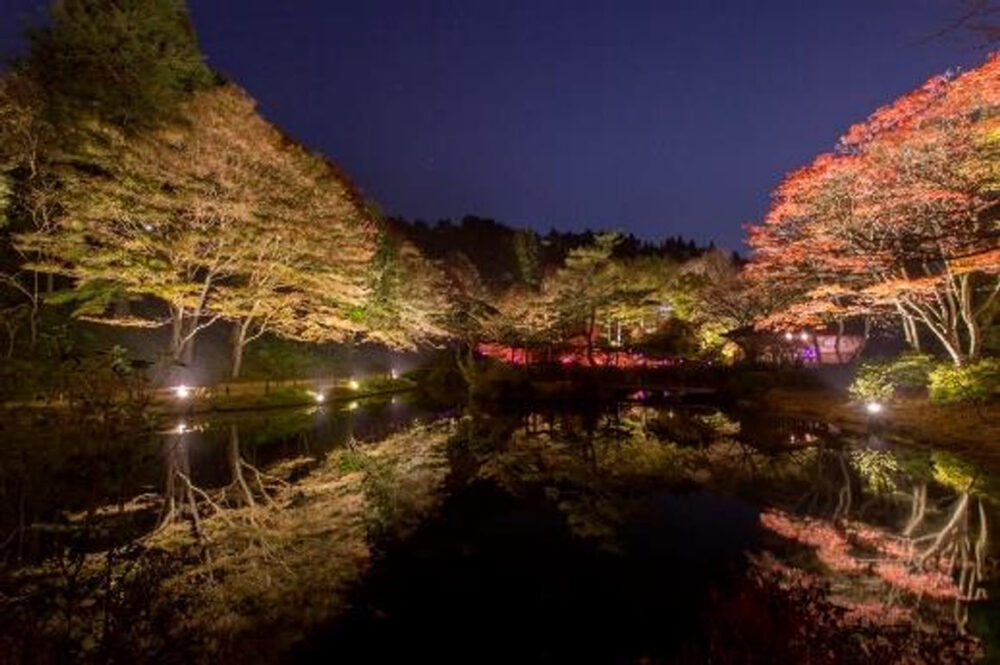 六甲高山植物園 ライトアップ 紅葉