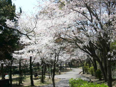 西神中央公園 桜まつり