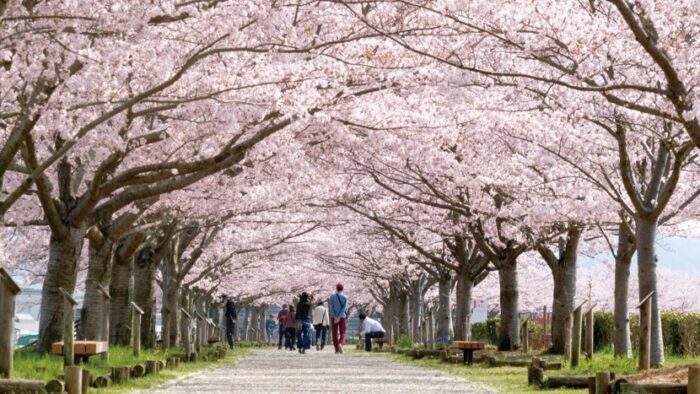 小野市 おの桜づつみ回廊 桜の名所