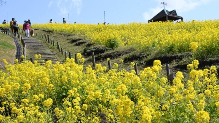 神戸総合運動公園 総合運動公園 菜の花 菜の花まつり マルシェ